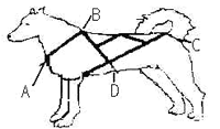 Measuring your dog